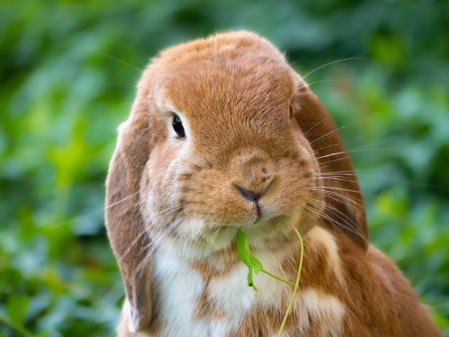 Милый коричневый декоративный кролик грызет траву
