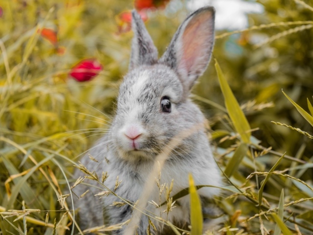 Испуганный серый кролик сидит в траве