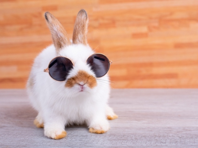 Смешной кролик в очках