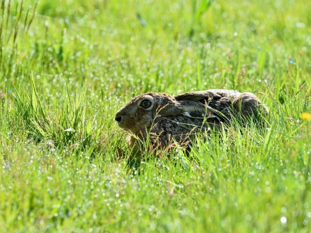 Серый дикий заяц сидит в зеленой траве