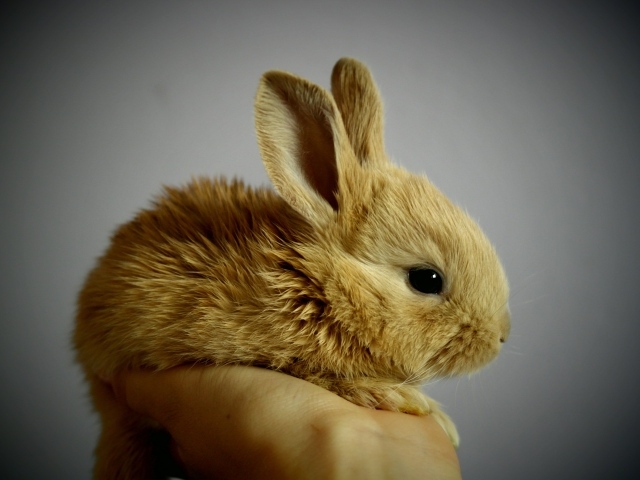 Маленький декоративный кролик на ладони 