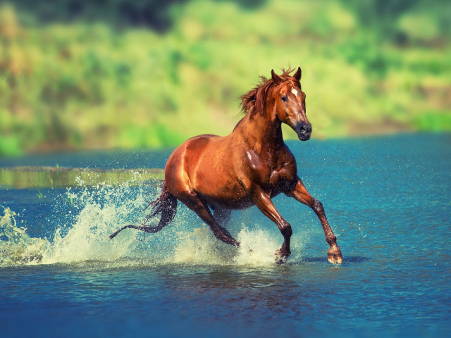 Красивый коричневый конь скачет по воде