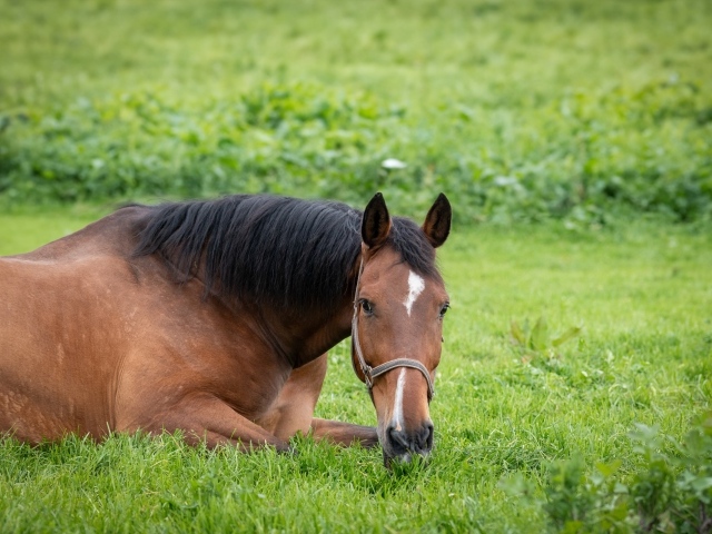 Большой коричневый конь лежит на зеленой траве