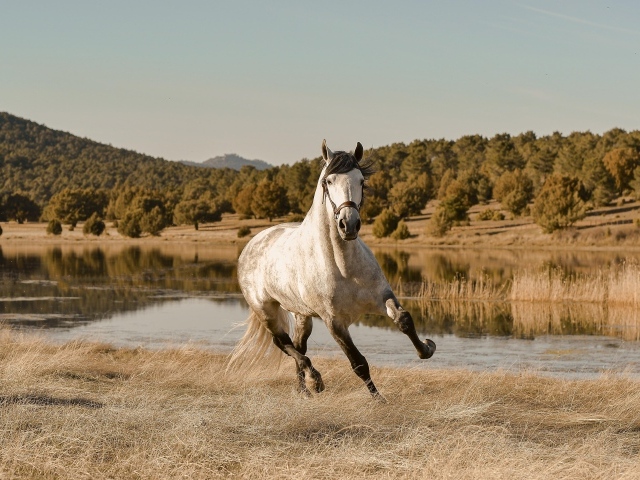 Большая белая лошадь скачет по траве у реки