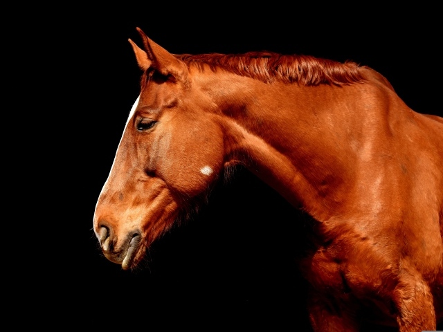 Красивая коричневая лошадь на черном фоне