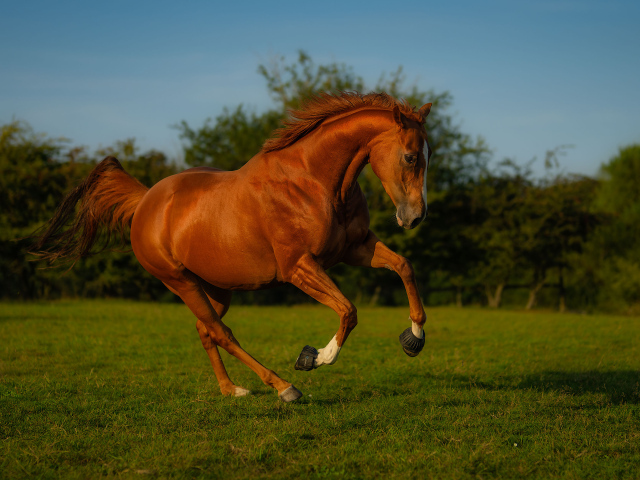 Красивый коричневый конь на зеленой траве