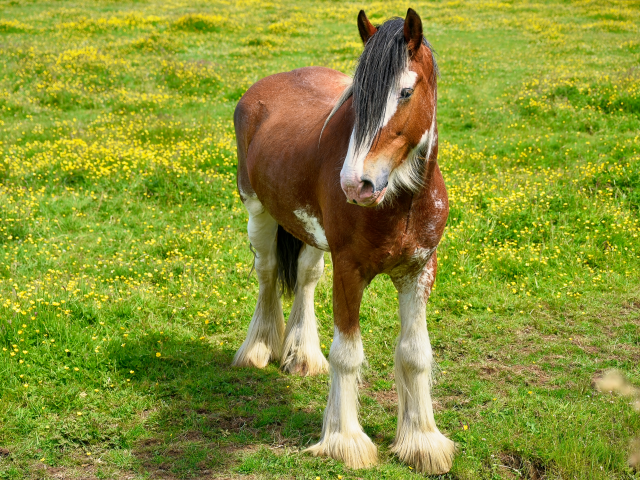 Красивая коричневая лошадь на зеленой траве