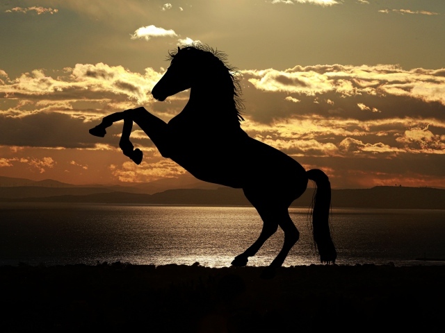 Красивый силуэт коня на закате солнца