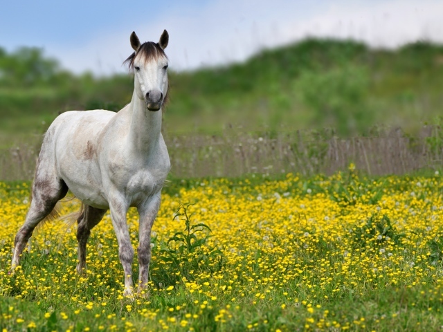 Красивая белая лошадь на поле с желтыми цветами
