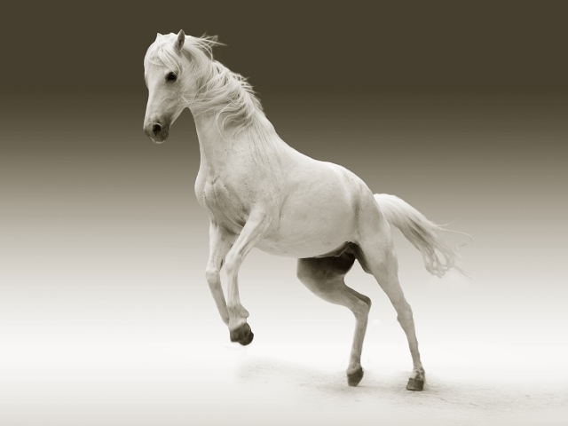 Красивый белый конь на сером фоне