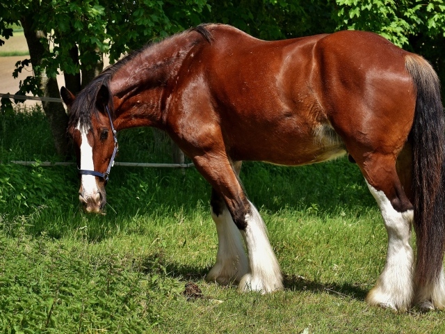 Большой красивый коричневый конь на зеленой траве