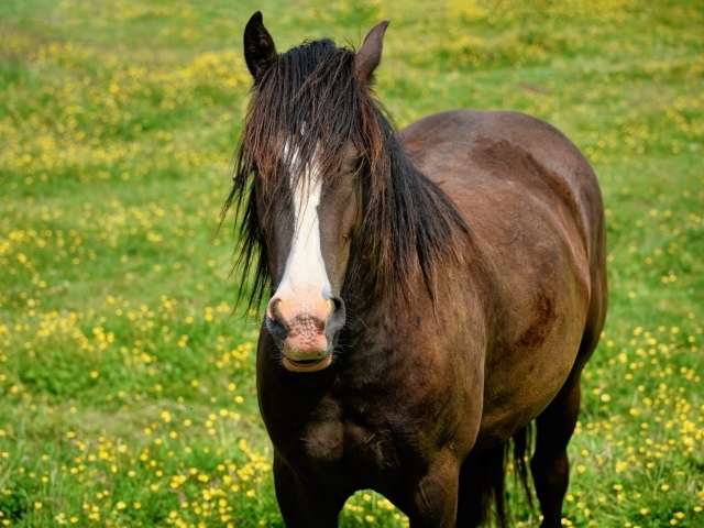 Большая коричневая лошадь на поляне
