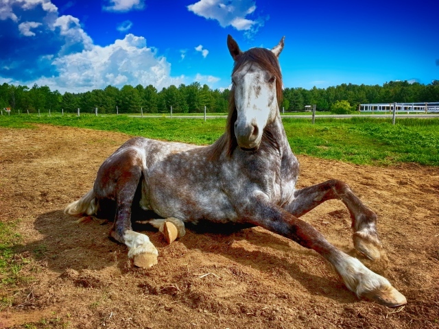Большой конь лежит на земле на ферме 