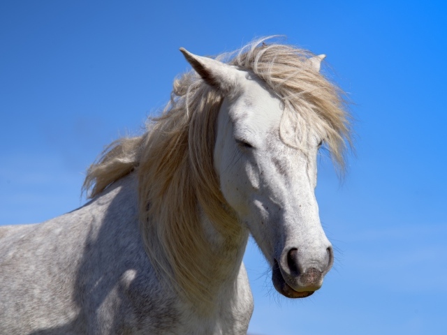 Большой белый конь на голубом фоне