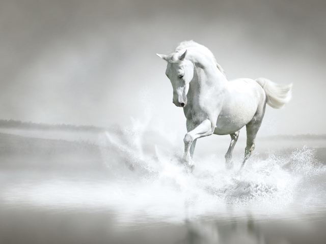 Большой белый конь идет по воде