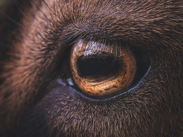 Коричневый глаз лошади крупным планом