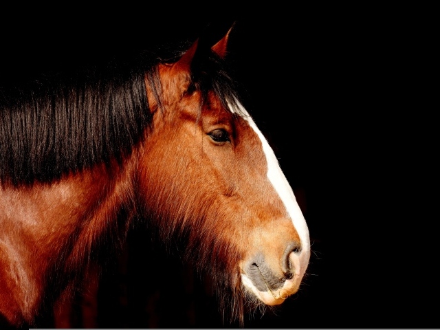 Голова коричневой лошади крупным планом на черном фоне