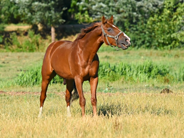 Коричневый конь гуляет по зеленой траве 