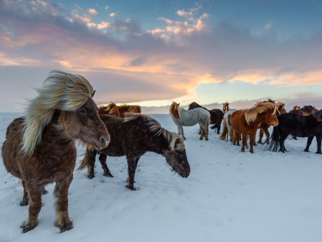 Стадо ирландских лошадей на снегу