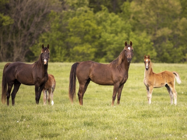 Лошади с детенышами на поле