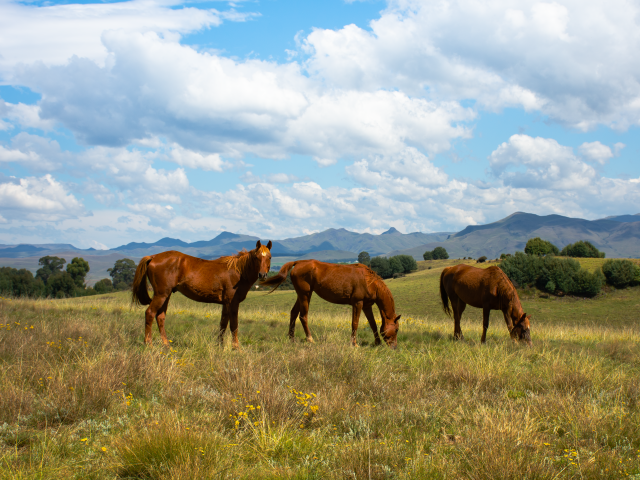 Три красивые коричневые лошади на поле под красивым небом
