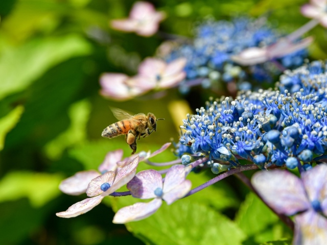 Пчела кружит у цветов гортензии