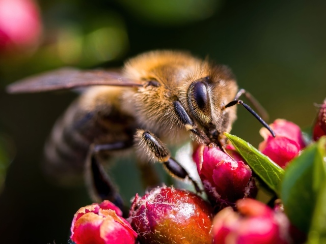 Пчела собирает нектар с красного цветка