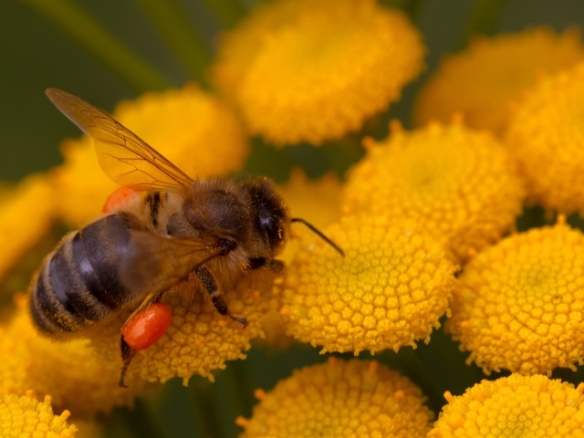 Пчела собирает пыльцу с цветка пижмы