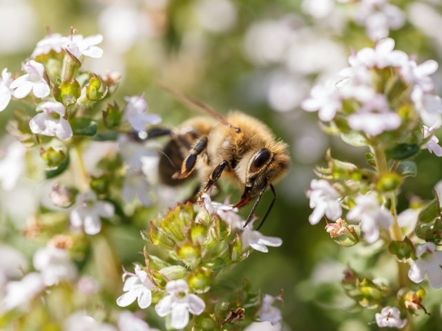 Пчела собирает пыльцу с белого цветка