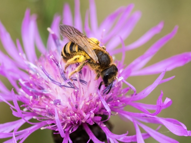Пчела опыляет розовый цветок