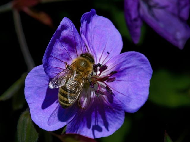 Пчела сидит на нежном фиолетовом цветке
