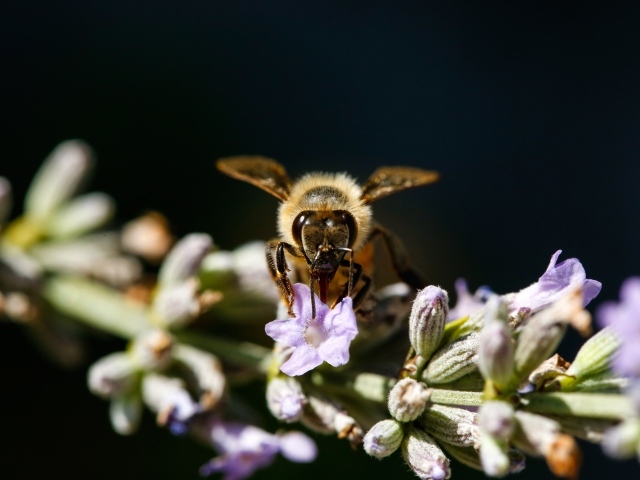 Пчела сидит на ветке лаванды на черном фоне