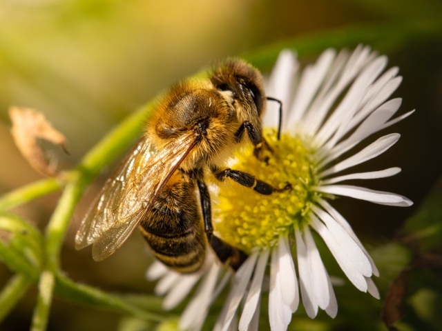 Пчела сидит на белом цветке ромашки
