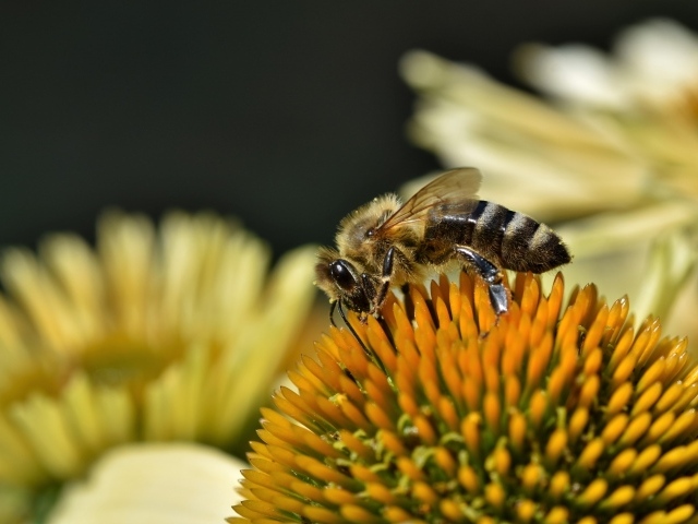 Пчела сидит на желтом медовом цветке