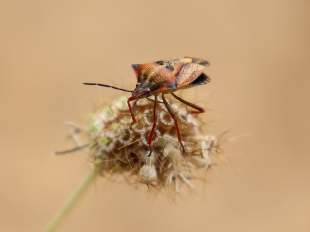 Клоп сидит на растении 