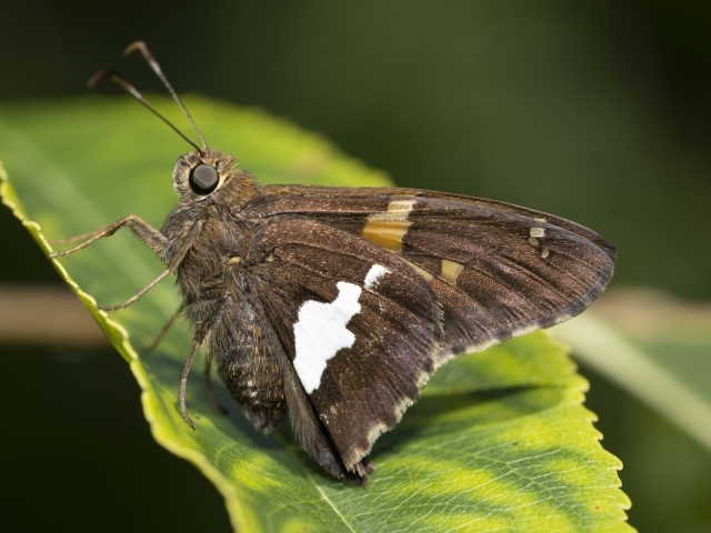 Большая коричневая бабочка сидит на зеленом листе