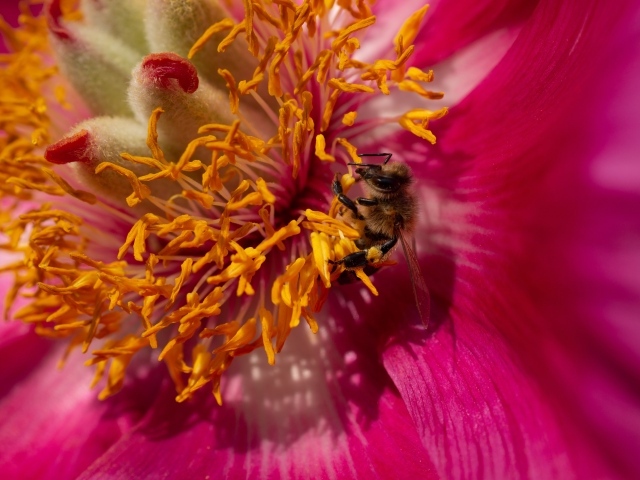 Маленькая пчела в сидит в середине розового цветка