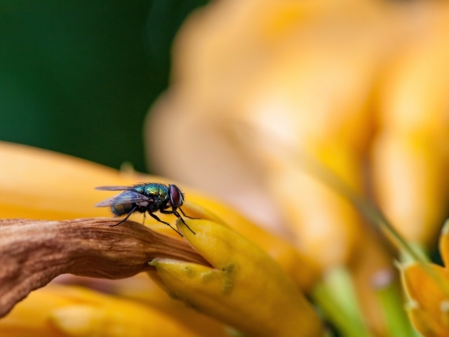 Маленькая зеленая муха сидит на желтом цветке