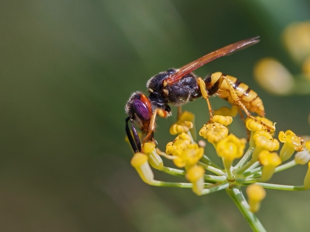 Оса сидит на желтом цветке