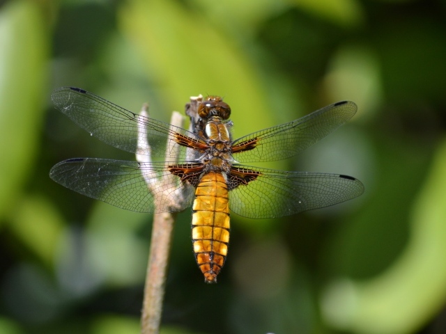 Красивая стрекоза с прозрачными крыльями на ветке