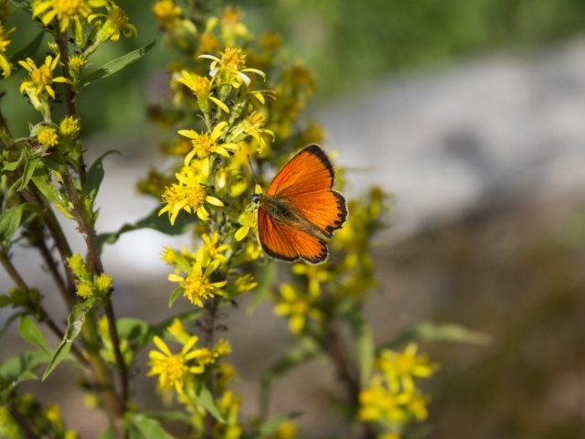 Красивая оранжевая бабочка сидит на желтом цветке