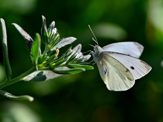 Красивая белая бабочка сидит на цветке