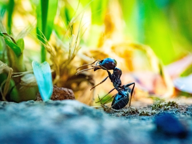 Большой черный муравей на земле