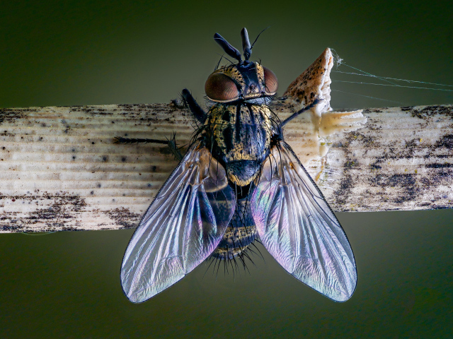 Большая муха сидит на ветке
