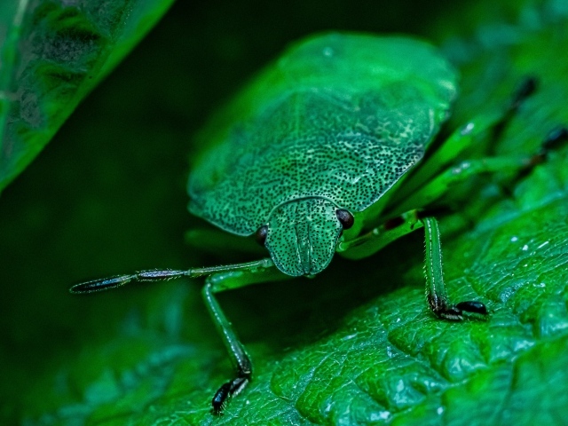 Большой зеленый жук на листе