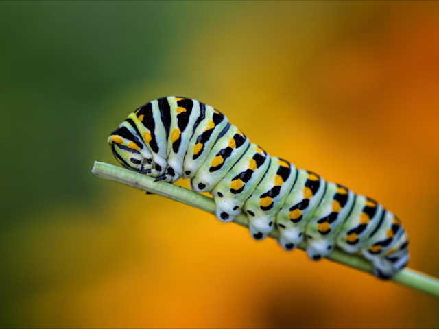 Большая зеленая гусеница на зеленой траве