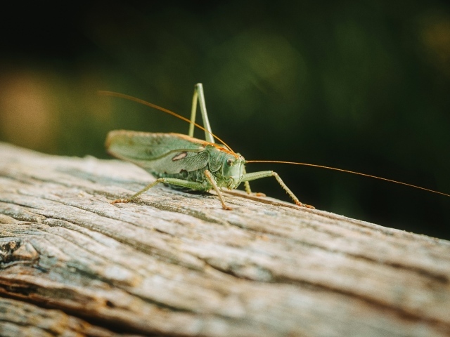 Большой зеленый кузнечик сидит на дереве