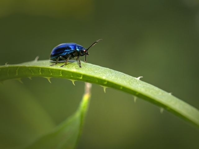 Синий жук сидит на ветке алоэ