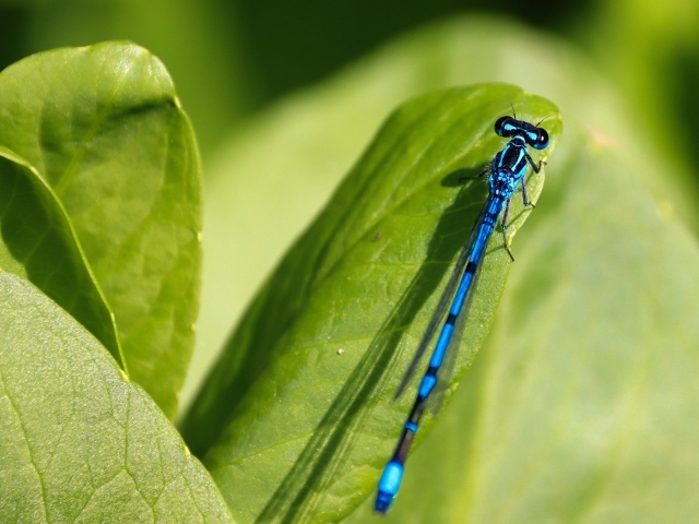 Синяя стрекоза сидит на зеленой траве