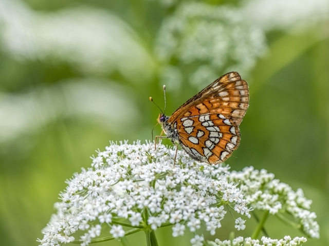 Коричневая бабочка сидит на белом цветке